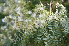 Albizia odoratissima